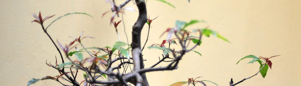 Affordable Funeral Services